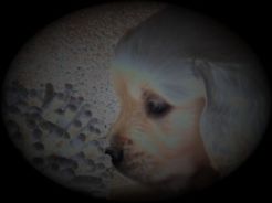 Golden Retriever Toscana Pistoia